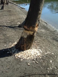 beaver gnawed tree, sap running