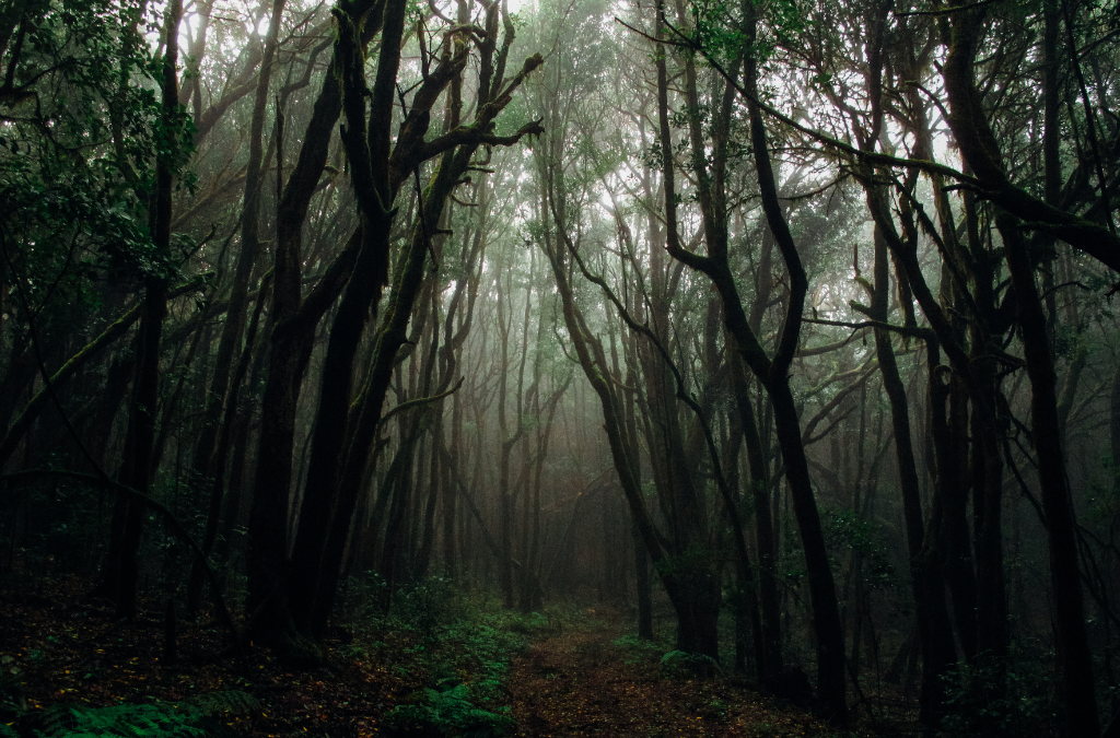 Lost In A Dark Wood