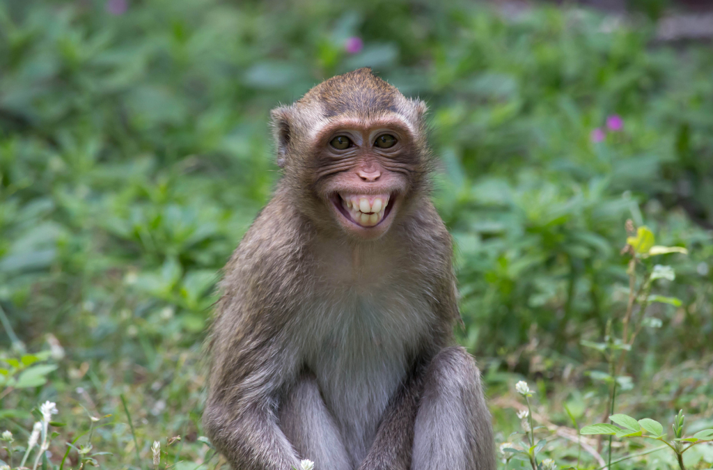 How To Catch A Monkey
